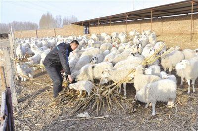 内蒙活羊价格最新行情,内蒙活羊价格最新行情分析