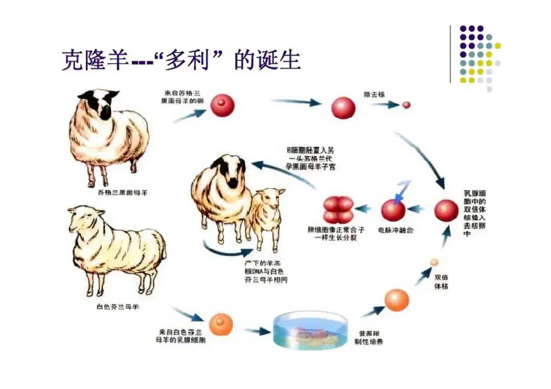 克隆技术最新情况,克隆技术最新情况，进展、挑战与展望