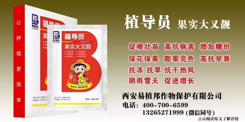 澳门王中王100%期期中一期,澳门王中王100%期期中一期，揭秘彩票背后的秘密与探索成功之道